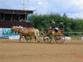 fahrturnier-2011-33-klein